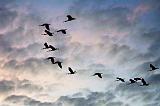 Flock Of Roseate Spoonbills In Flight_26854